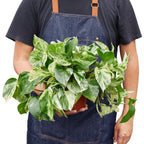 Pothos Marble Queen