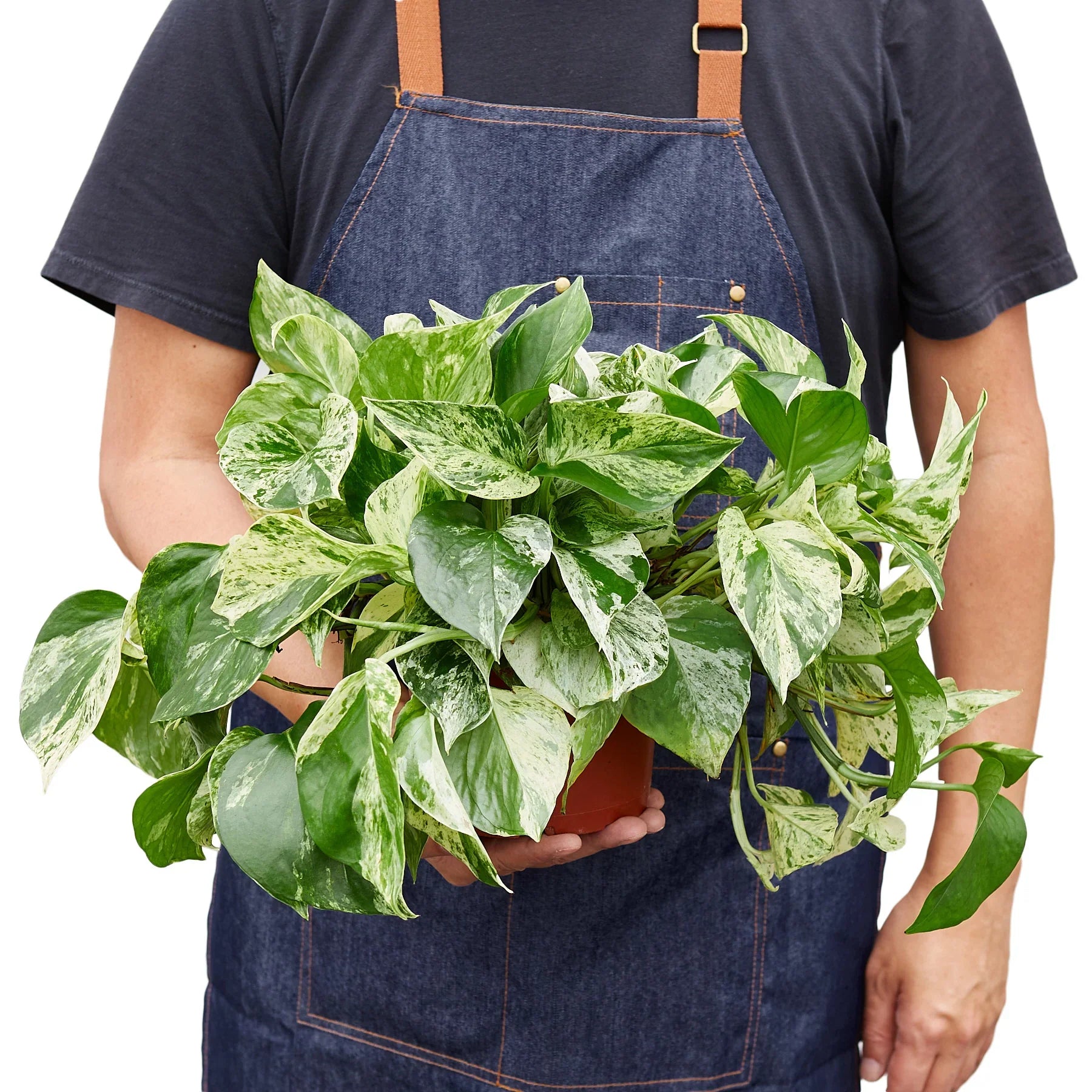 Pothos Marble Queen