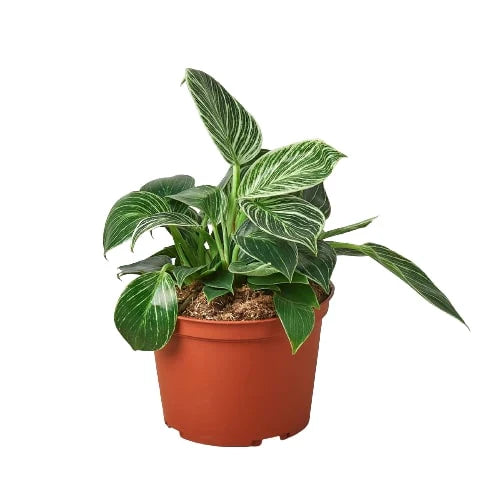 Philodendron Birkin