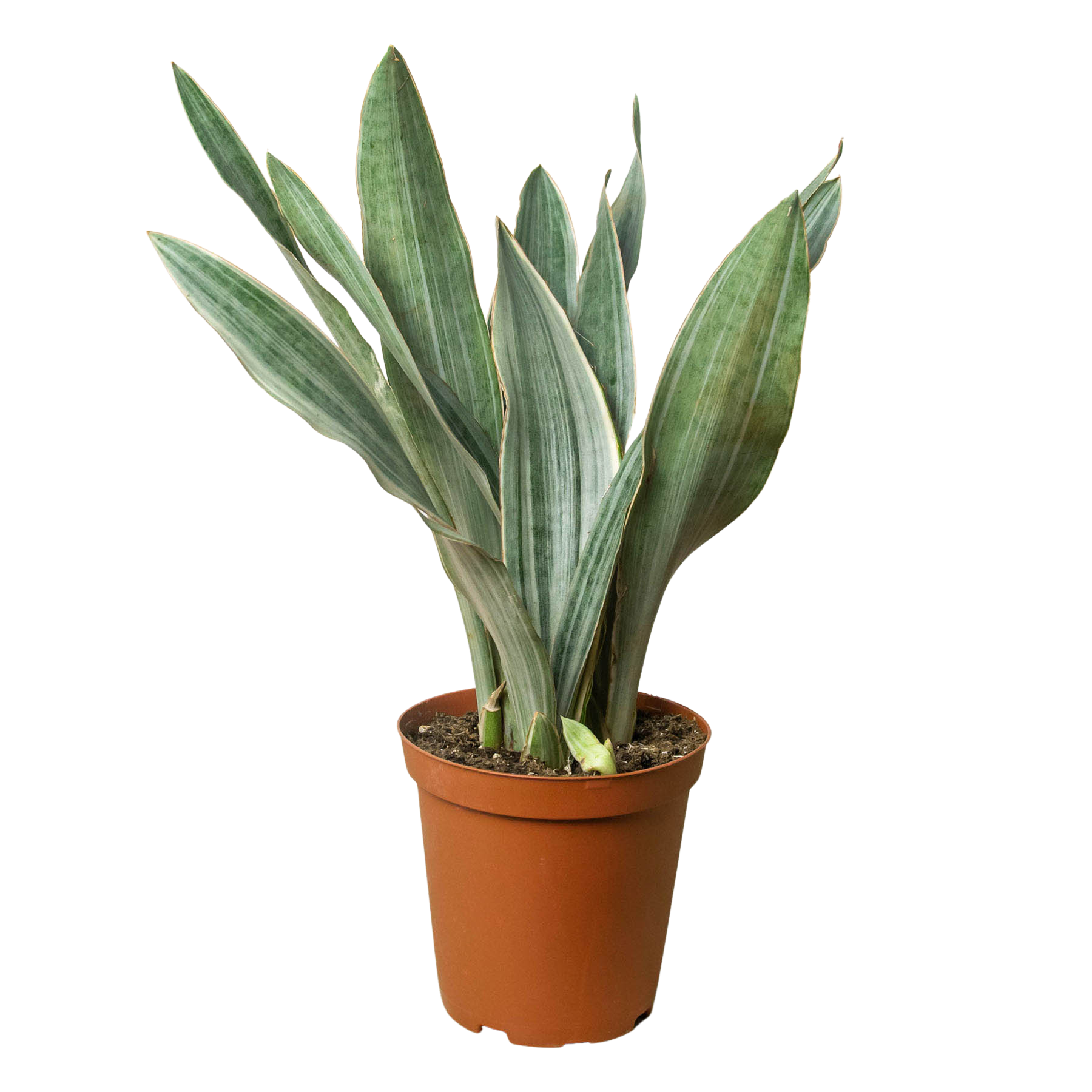 Snake Plant Sayuri