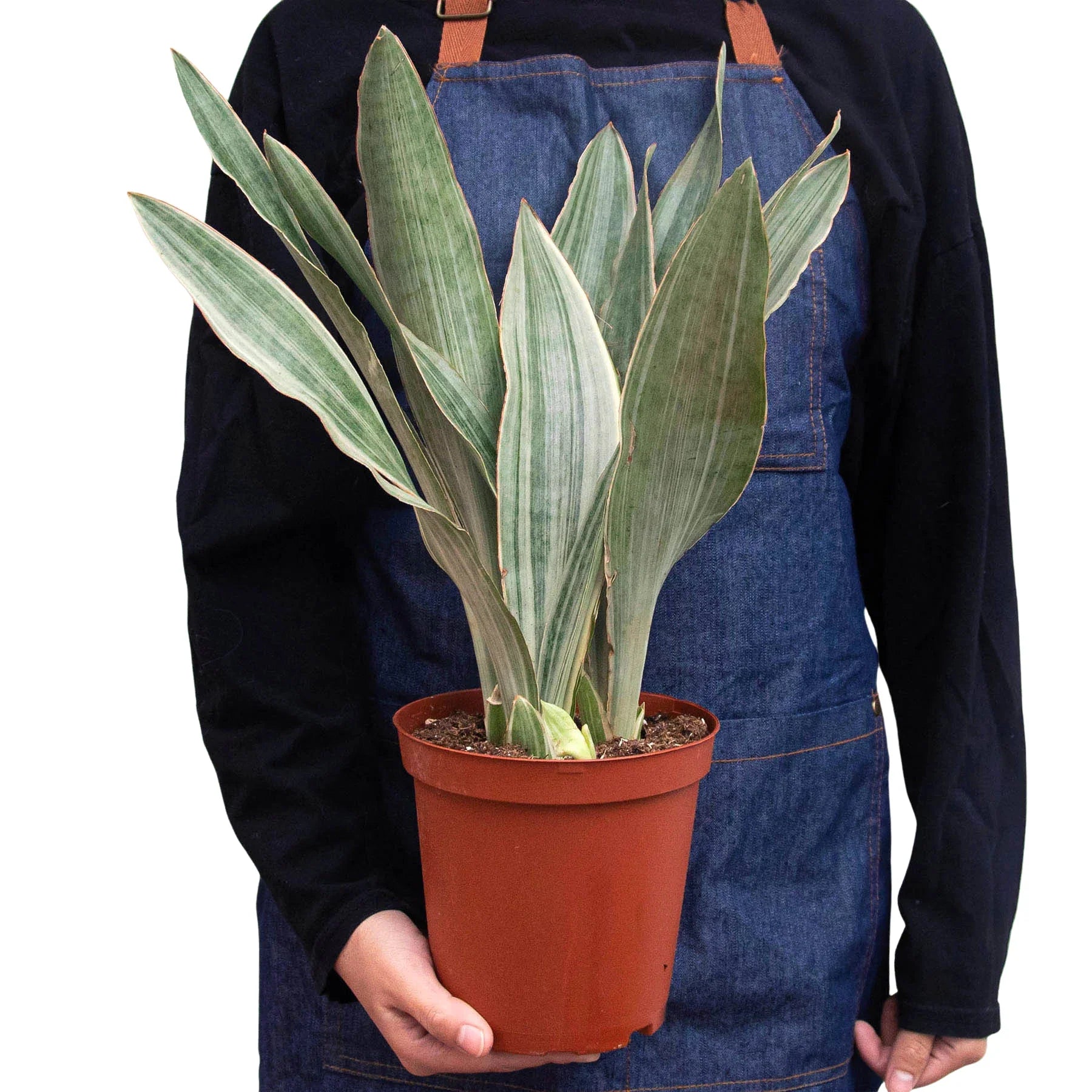 Snake Plant Sayuri