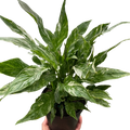 Variegated Spathiphyllum Domino