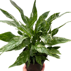 Variegated Spathiphyllum Domino