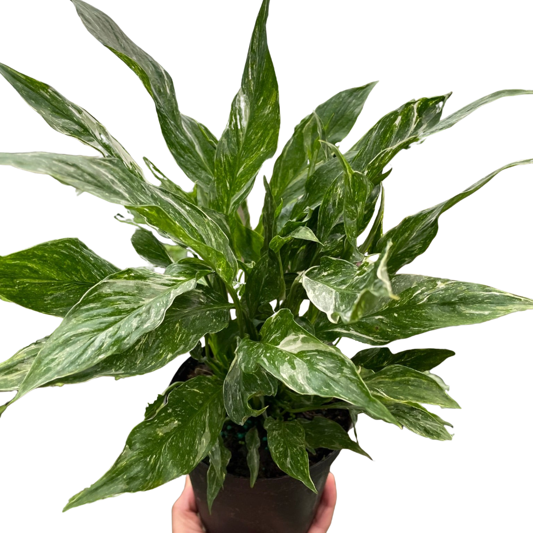 Variegated Spathiphyllum Domino