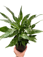 Variegated Spathiphyllum Domino