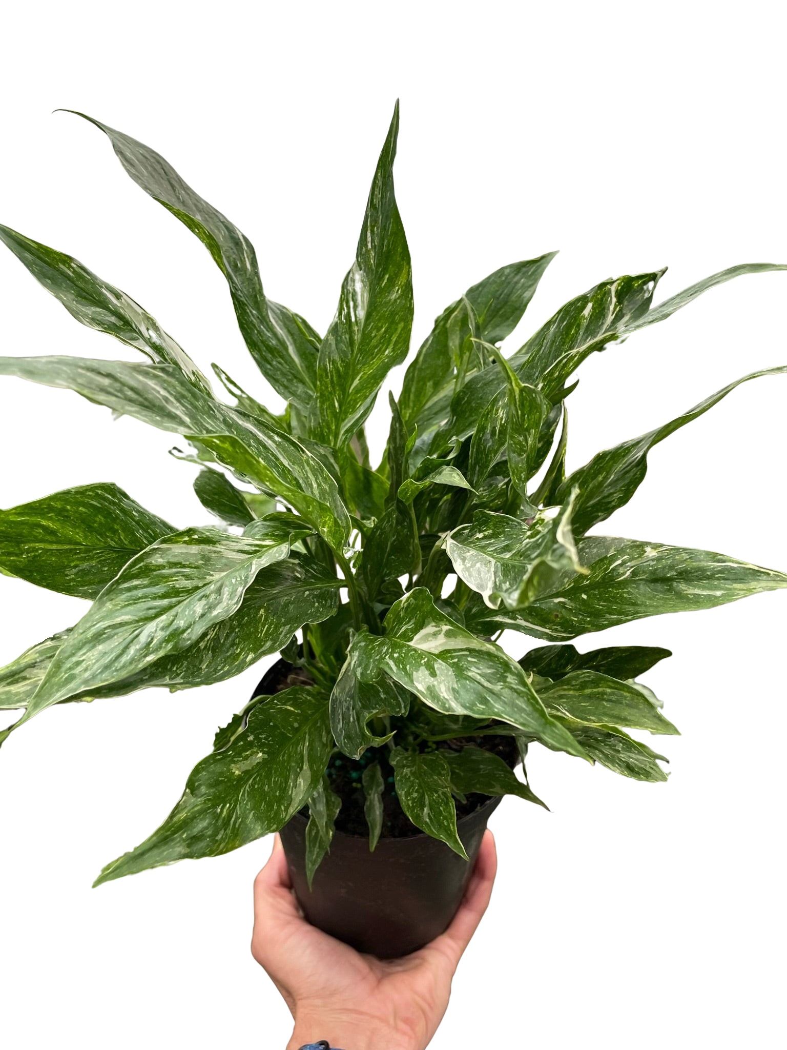 Variegated Spathiphyllum Domino
