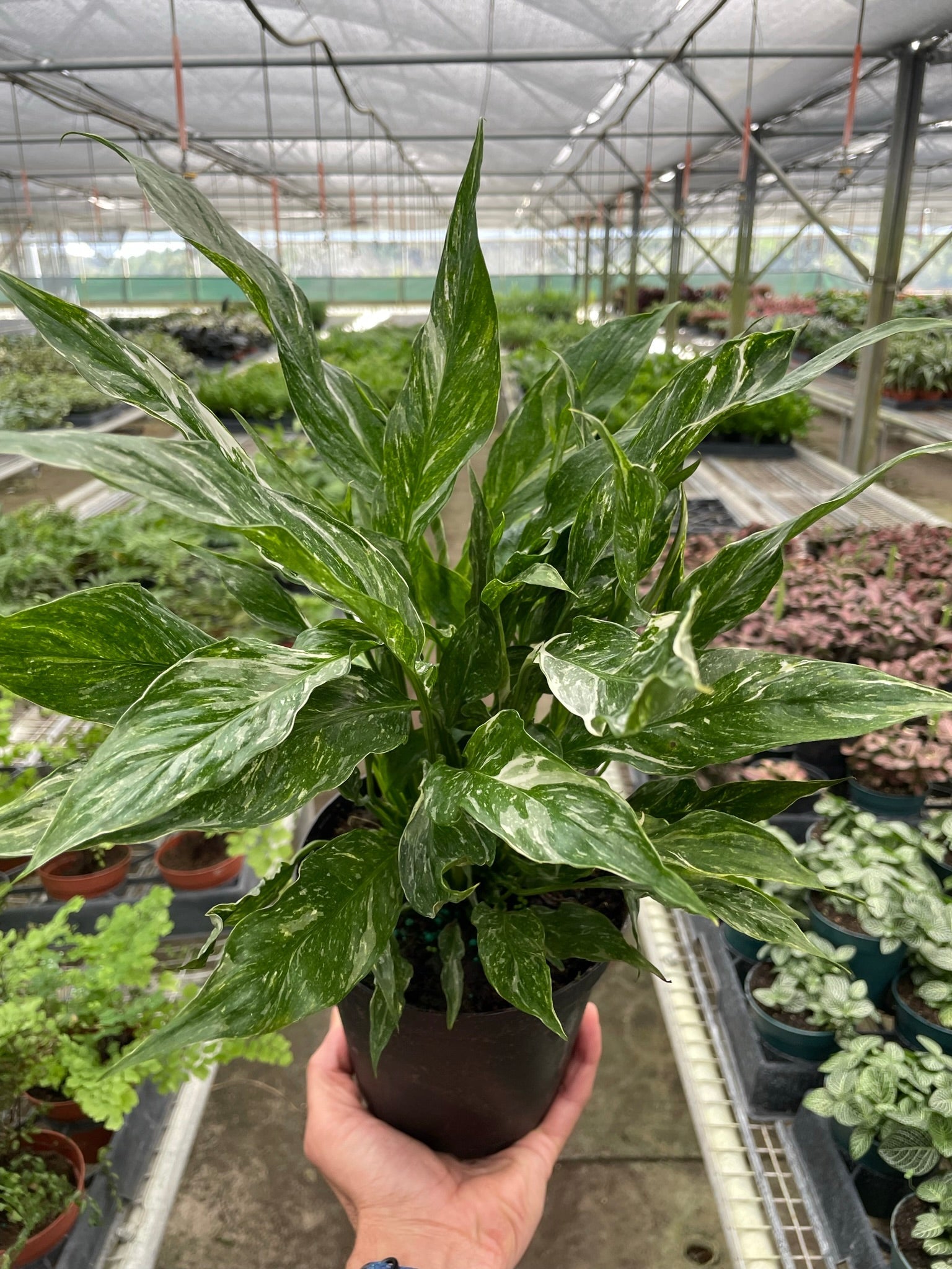 Variegated Spathiphyllum Domino