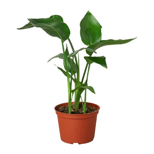 White Bird Of Paradise Strelitzia Nicolai