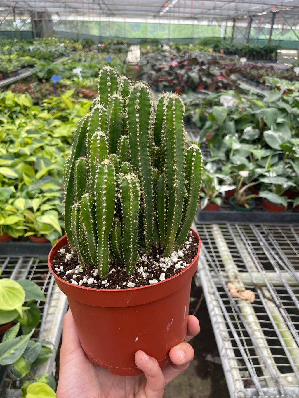 Fairy Castle Cactus 1