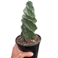 Cereus Forbesii Spiralis