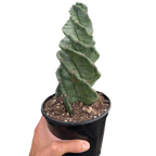 Cereus Forbesii Spiralis