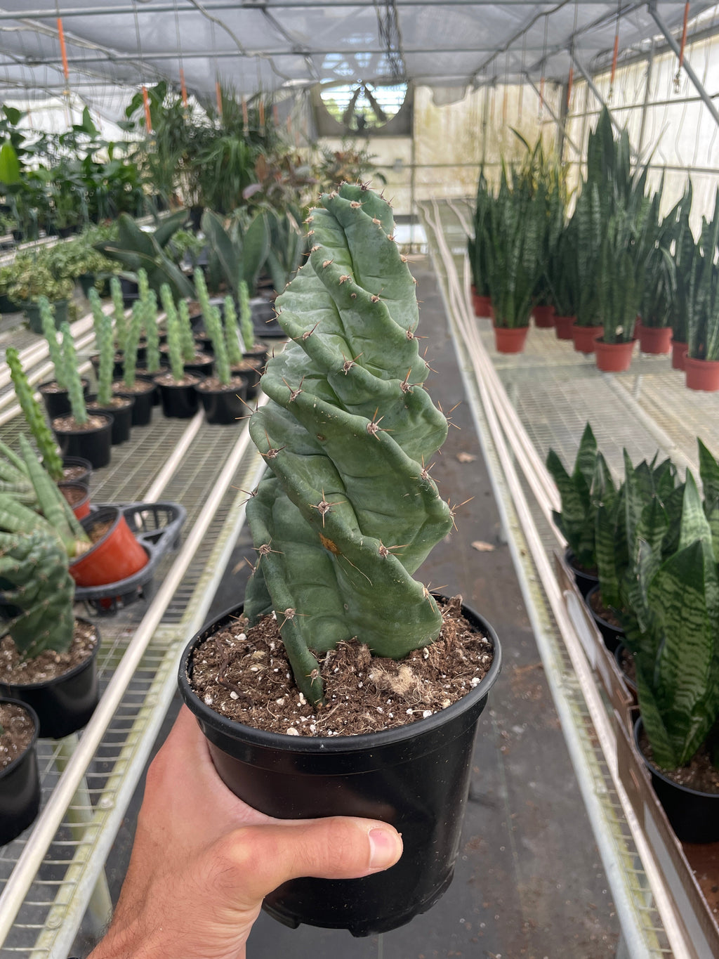 Cereus Forbesii Spiralis
