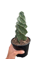Cereus Forbesii Spiralis