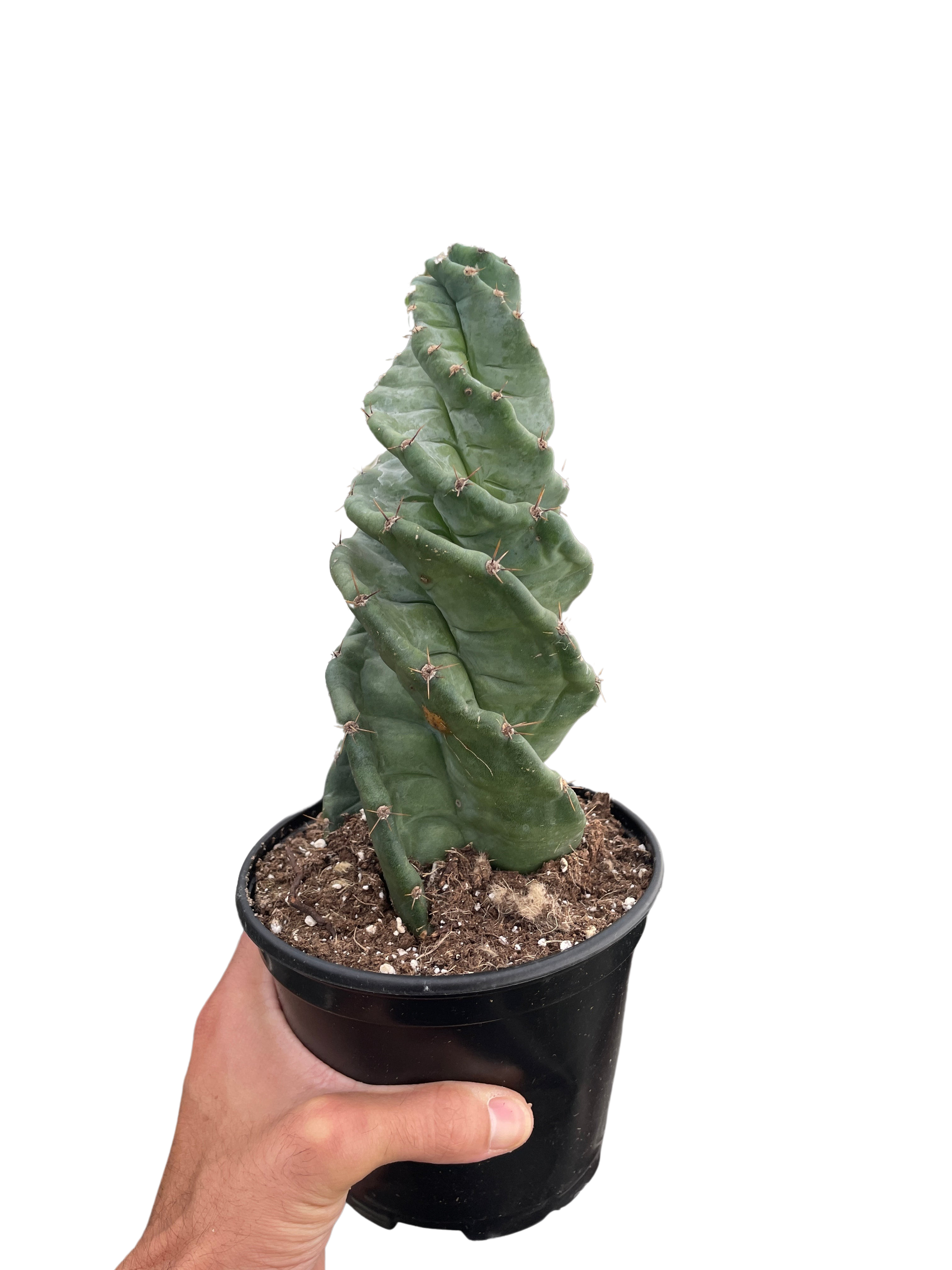 Cereus Forbesii Spiralis