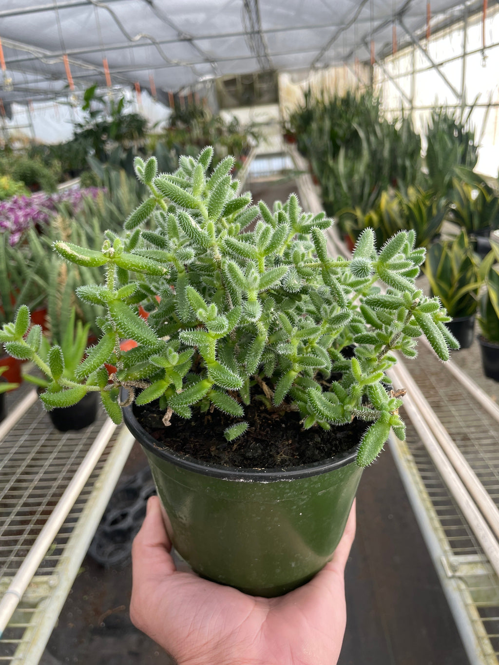 Delosperma Echinatum Pickle Plant