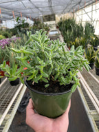 Delosperma Echinatum Pickle Plant