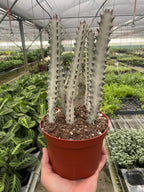 Succulent Euphorbia Dragon Bone