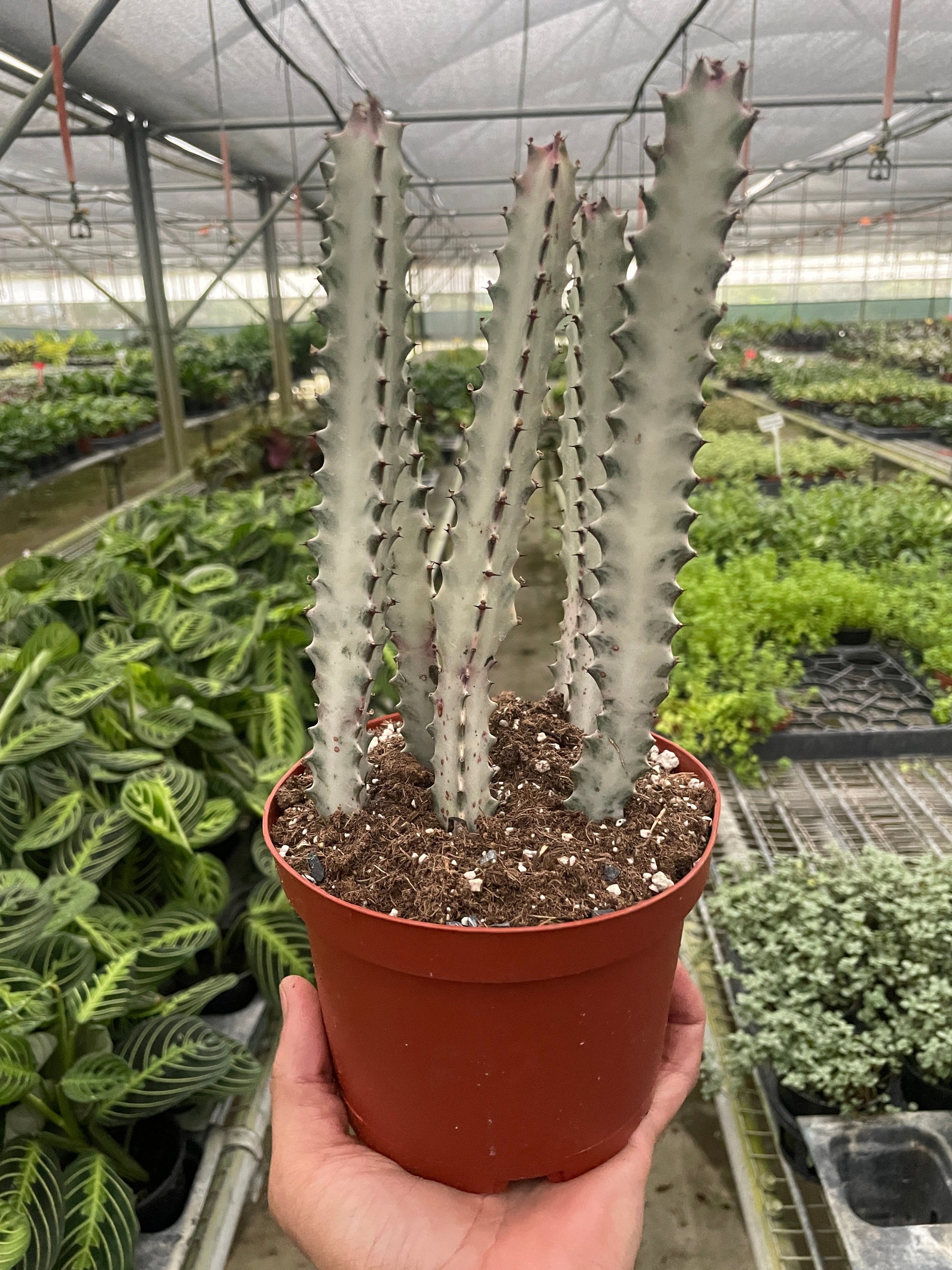 Succulent Euphorbia Dragon Bone