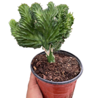 Succulent Euphorbia Lactea Mermaid Tail