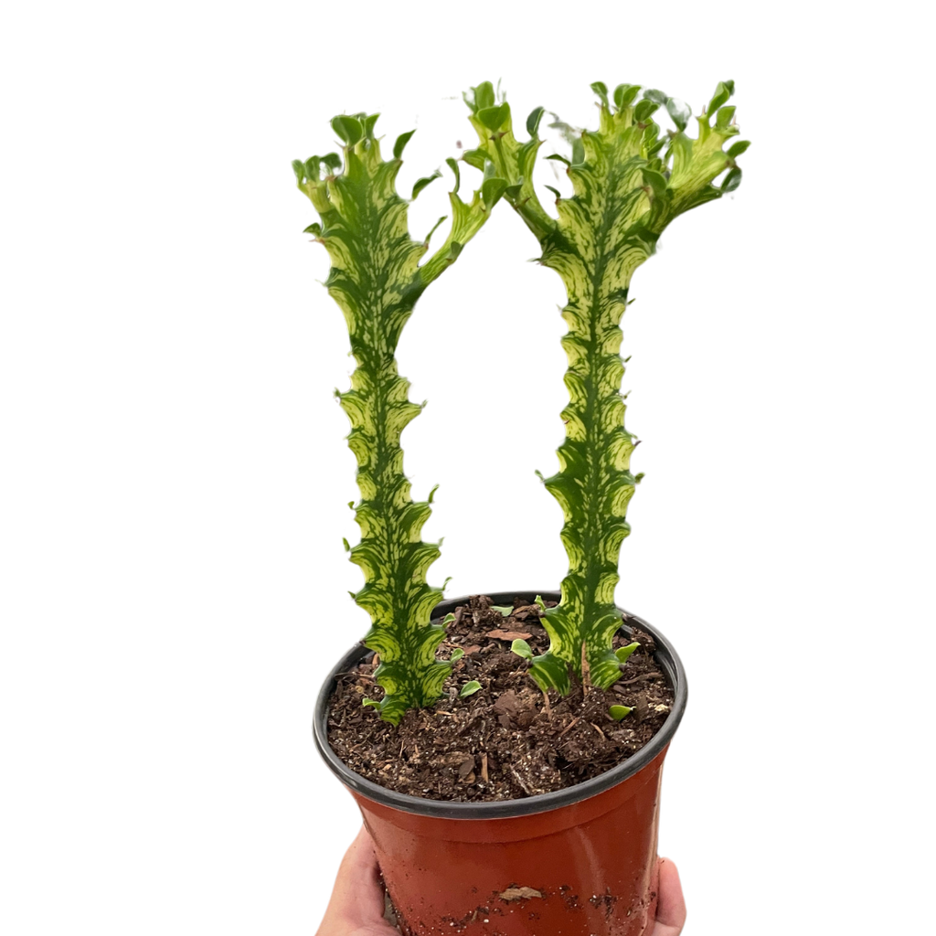 Euphorbia Mint Cream