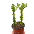 Euphorbia Mint Cream