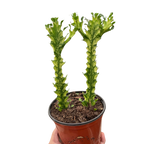 Euphorbia Mint Cream