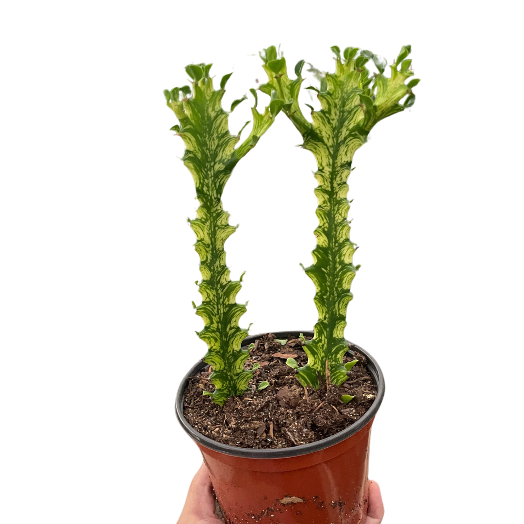 Euphorbia Mint Cream