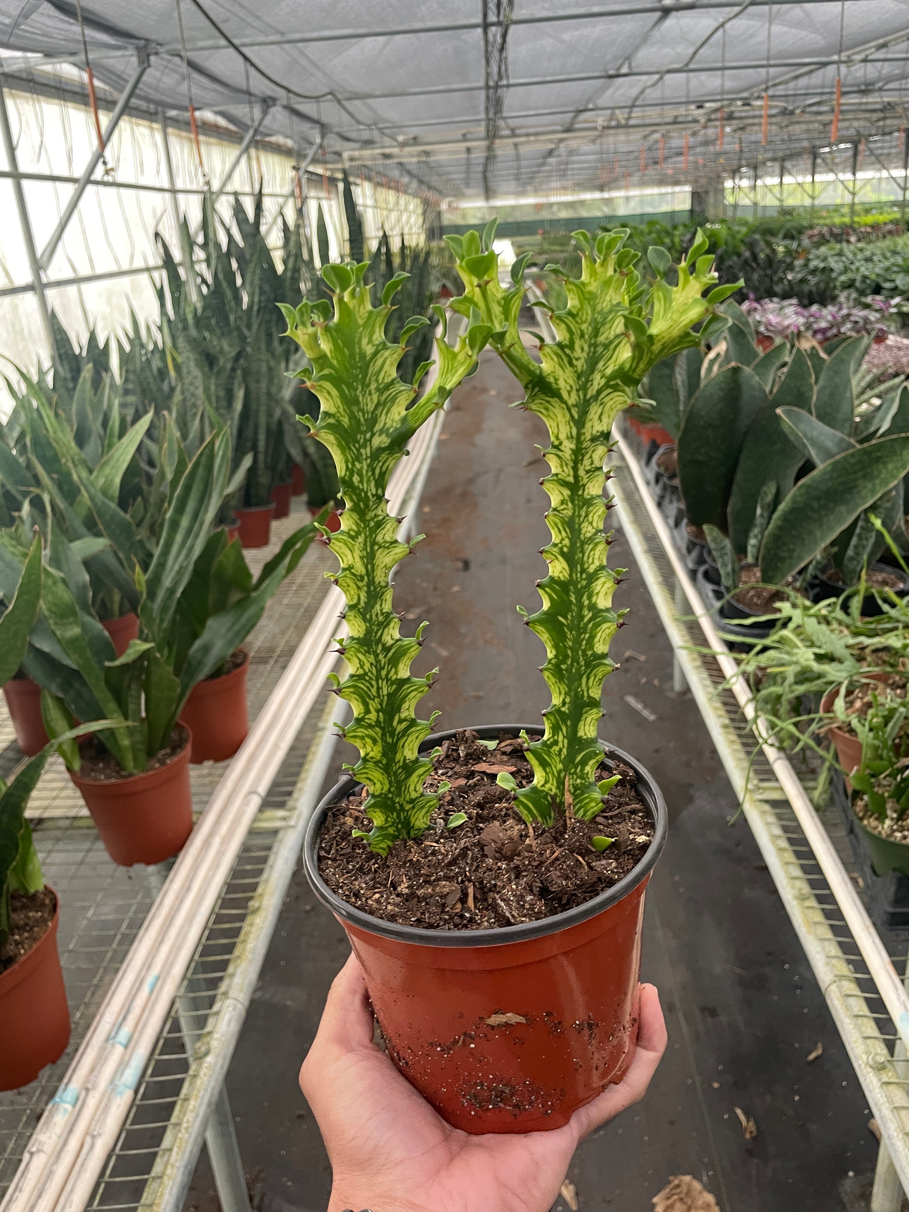 Euphorbia Mint Cream