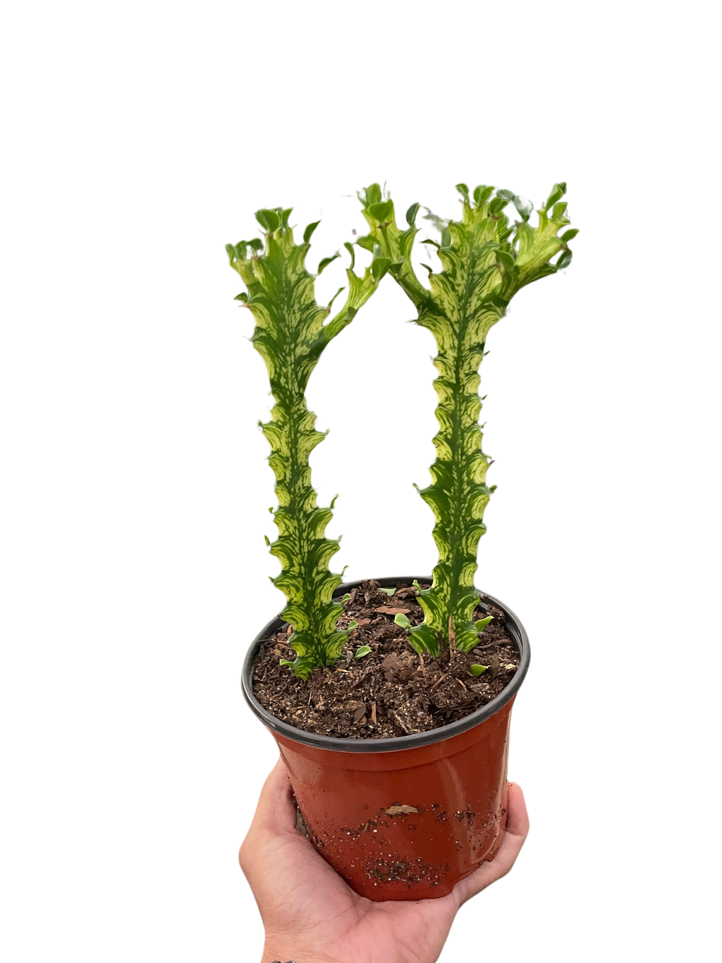 Euphorbia Mint Cream