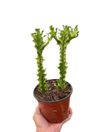 Euphorbia Mint Cream