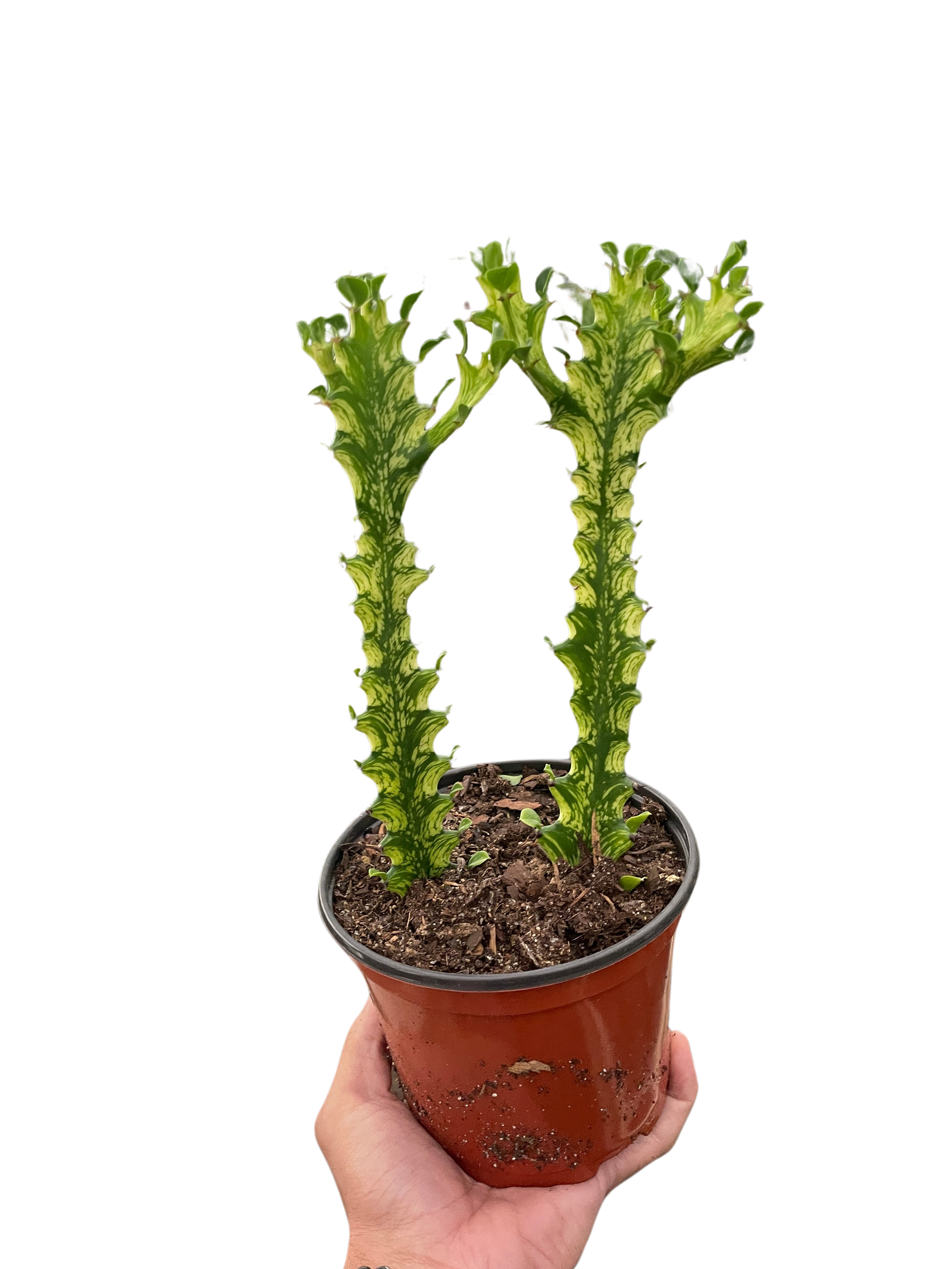Euphorbia Mint Cream