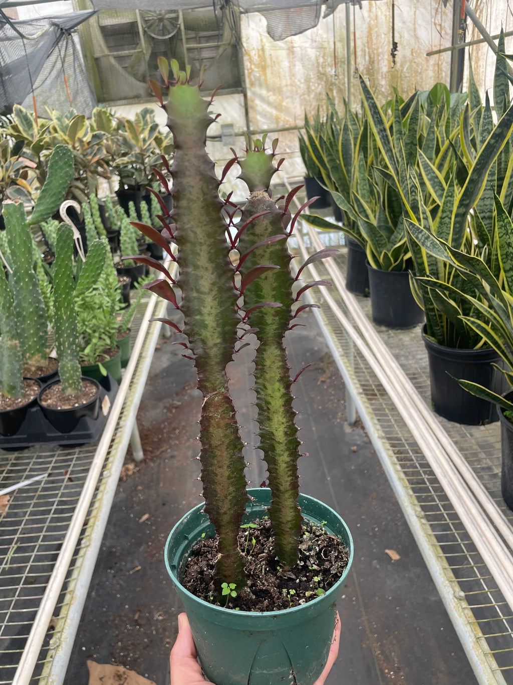 Succulent Euphorbia Trigona Rubra