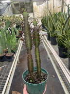 Succulent Euphorbia Trigona Rubra