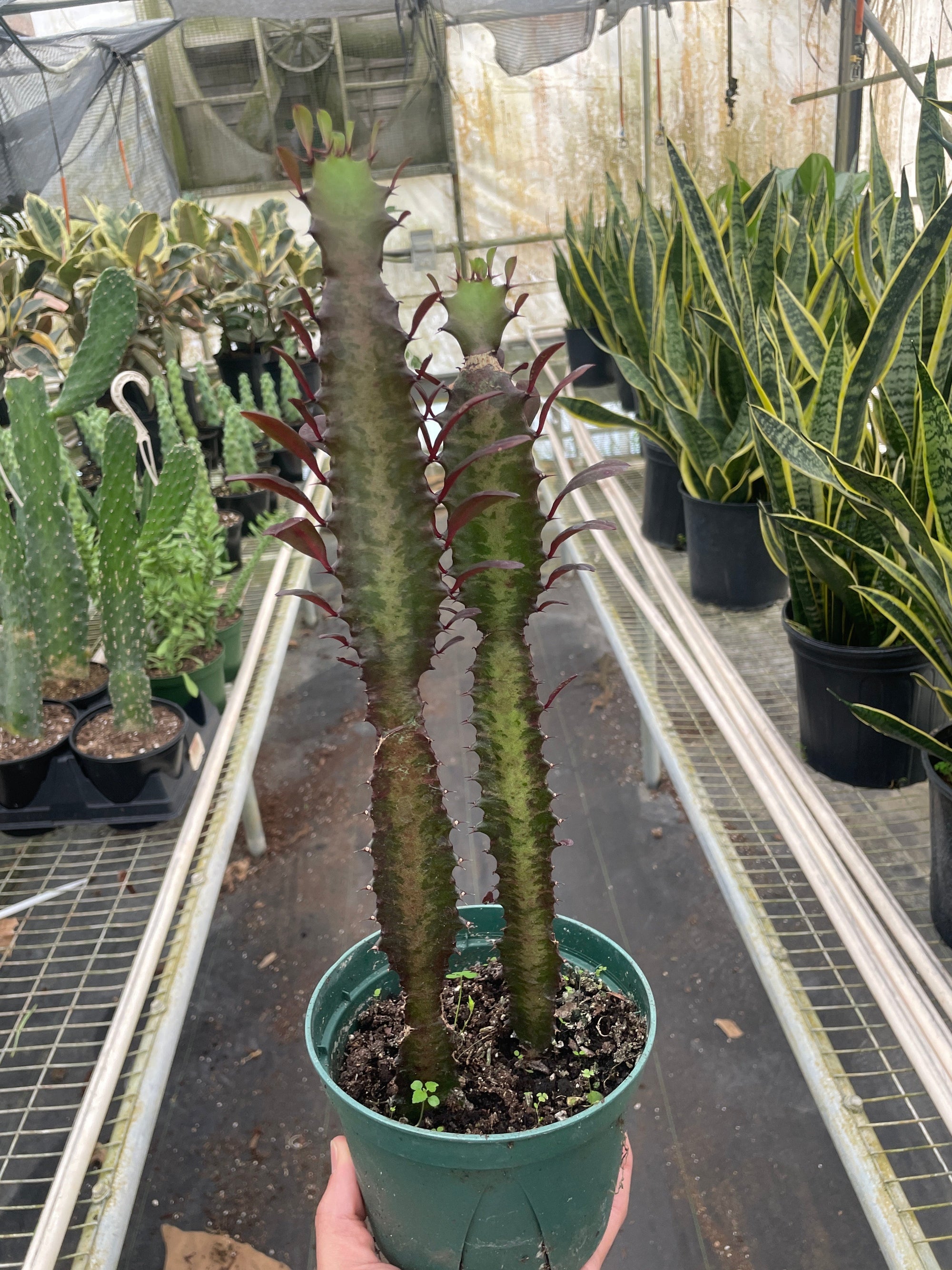 Succulent Euphorbia Trigona Rubra