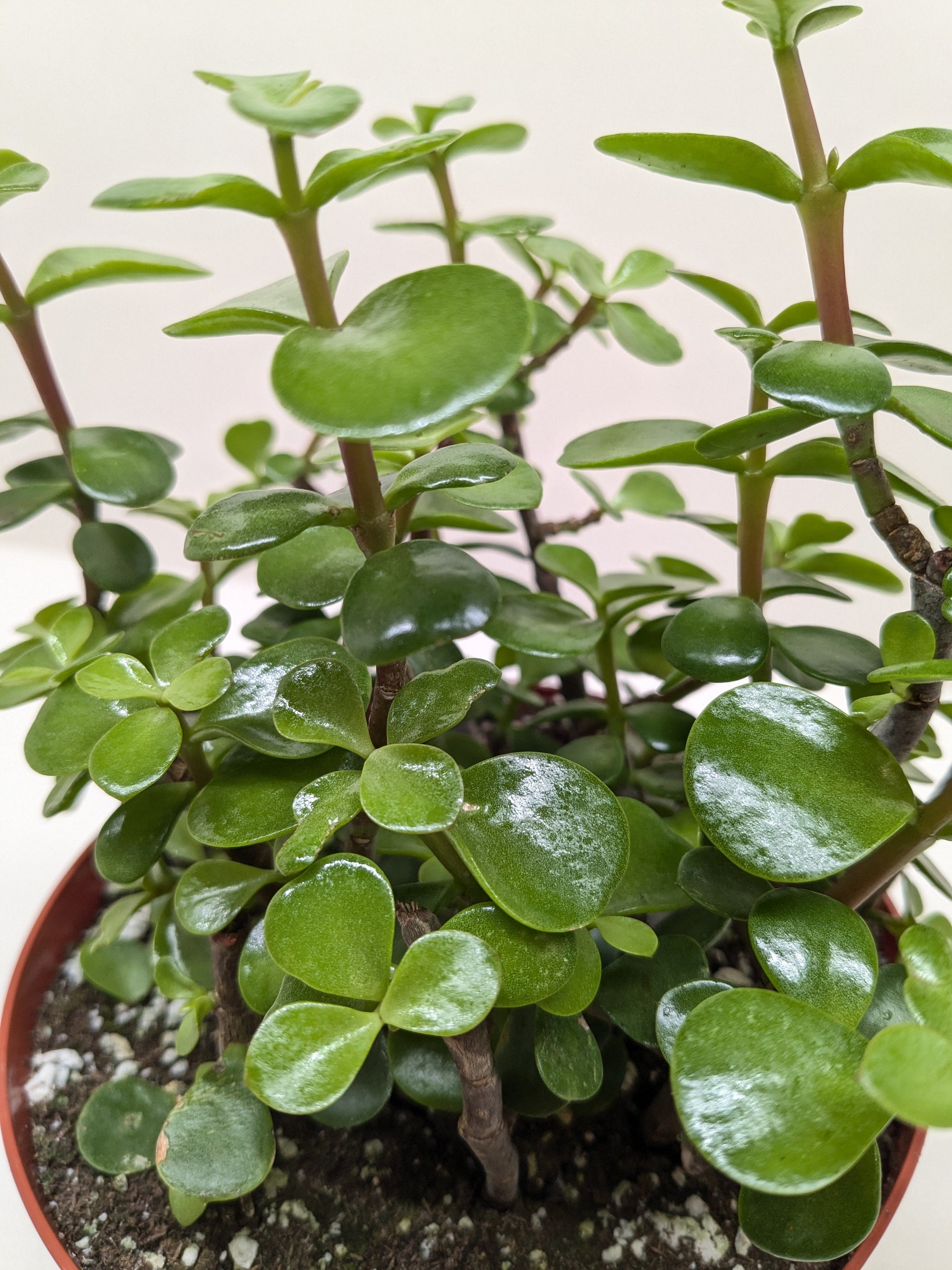 Succulent Elephant Bush