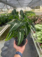 Syngonium Wendlandii Black Velvet