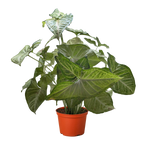 Syngonium Confetti