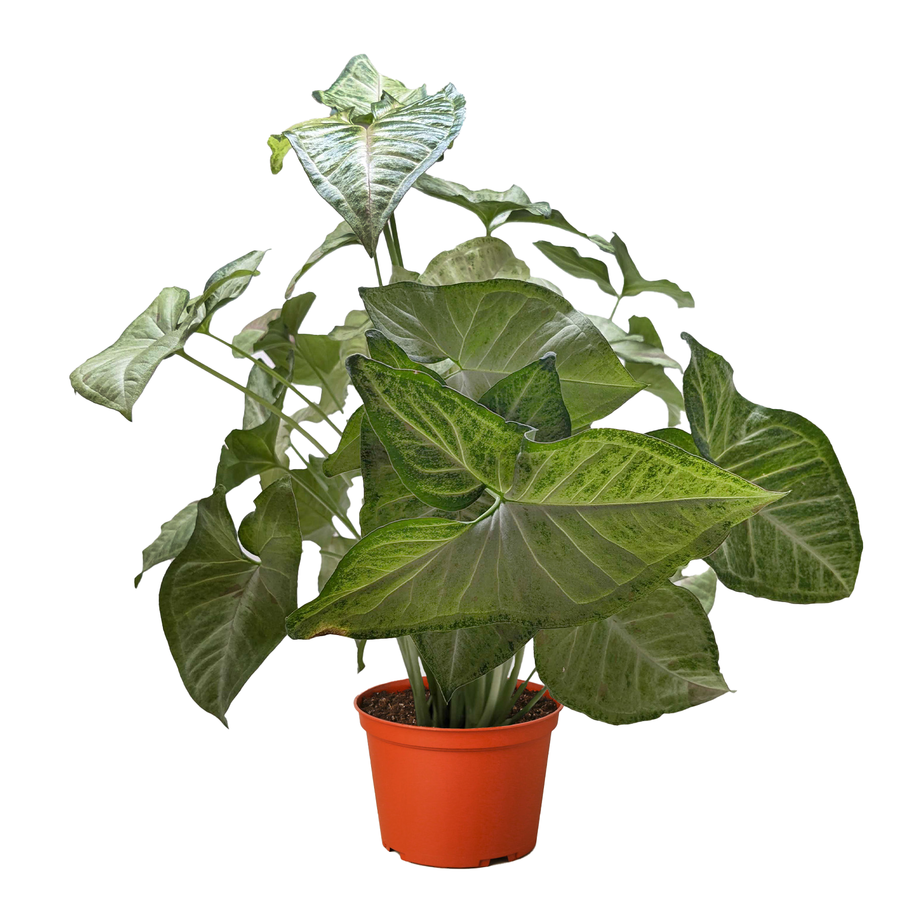 Syngonium Confetti