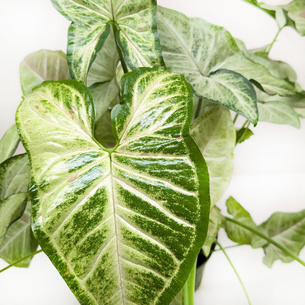 Syngonium Confetti