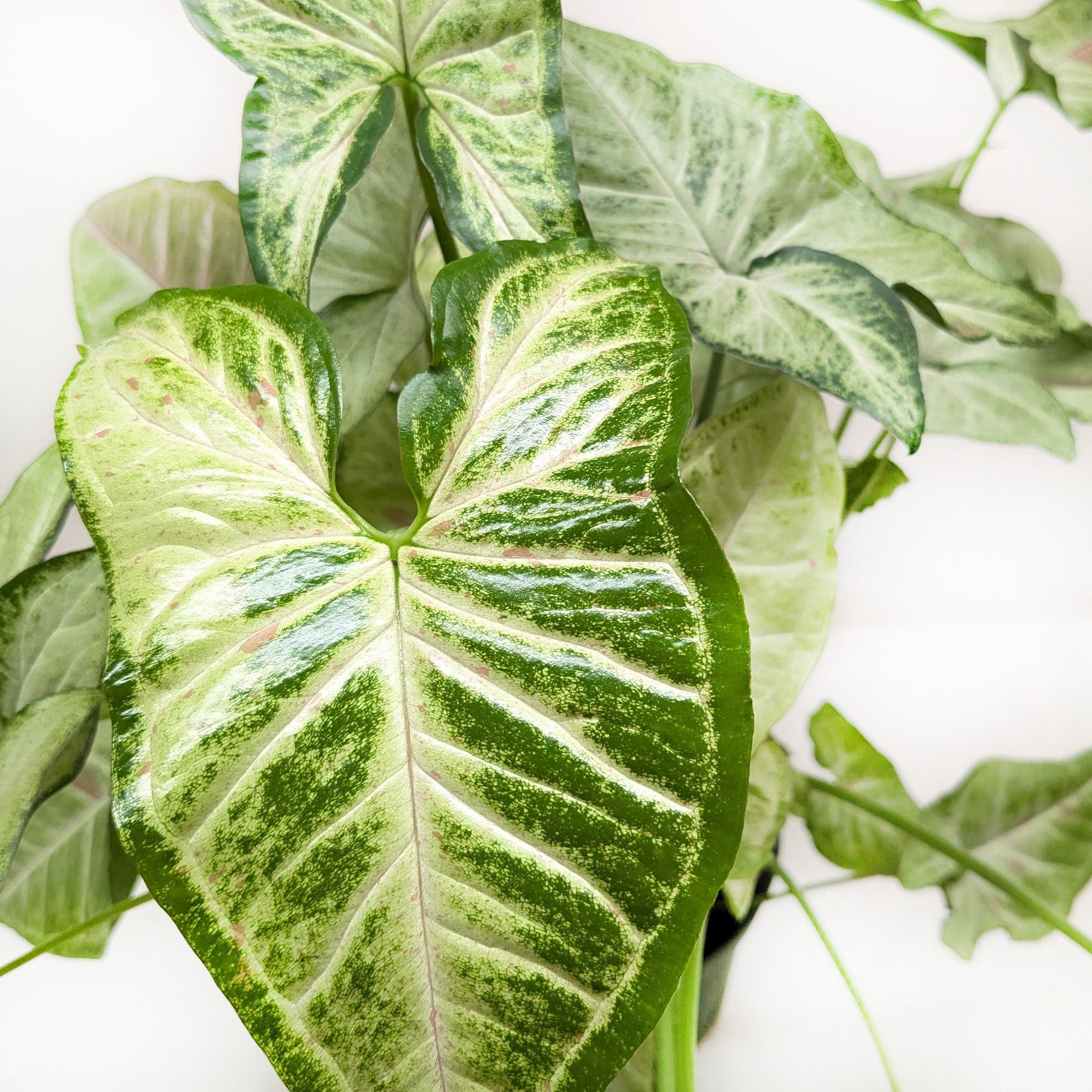 Syngonium Confetti