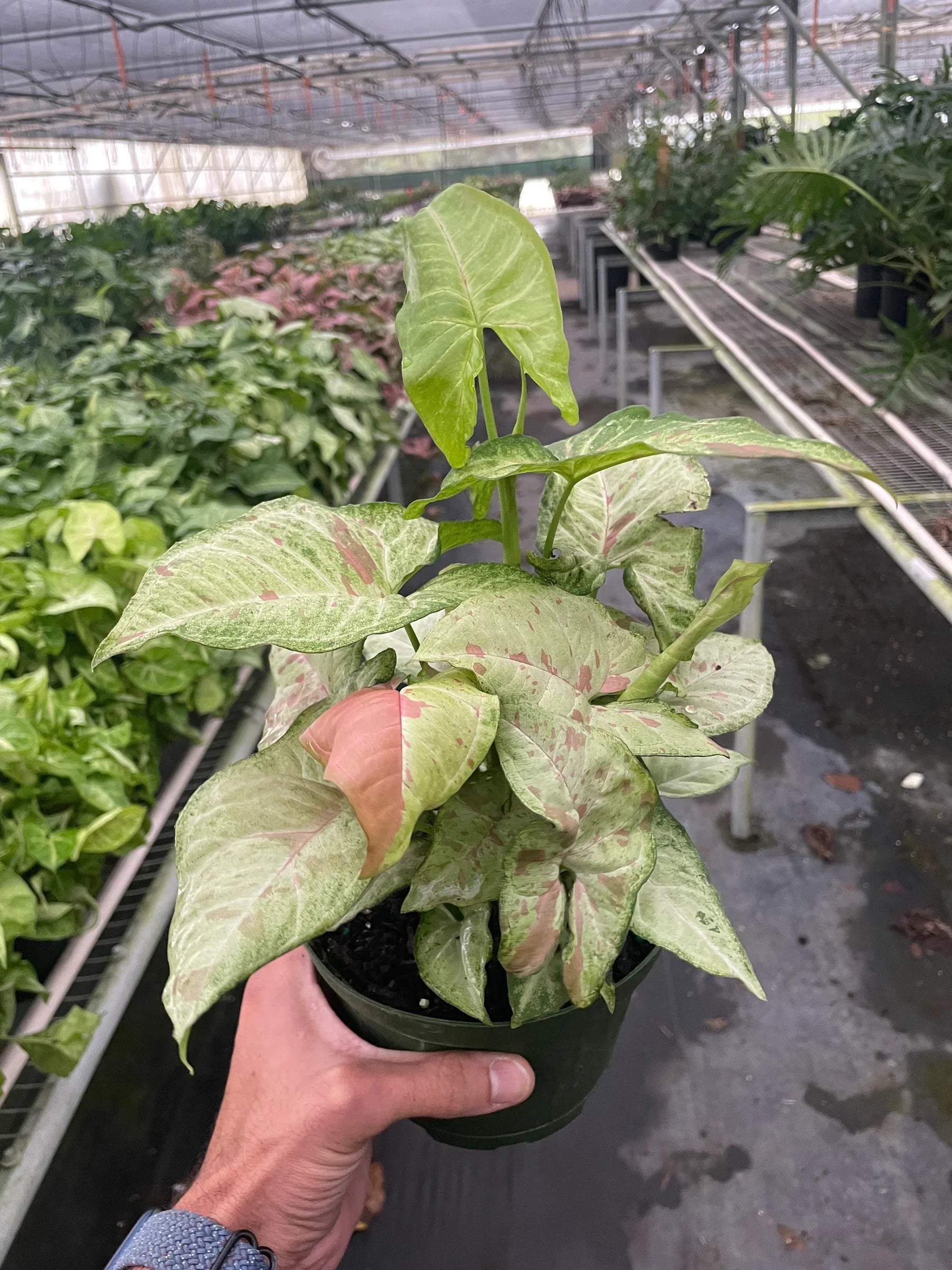 Syngonium Confetti