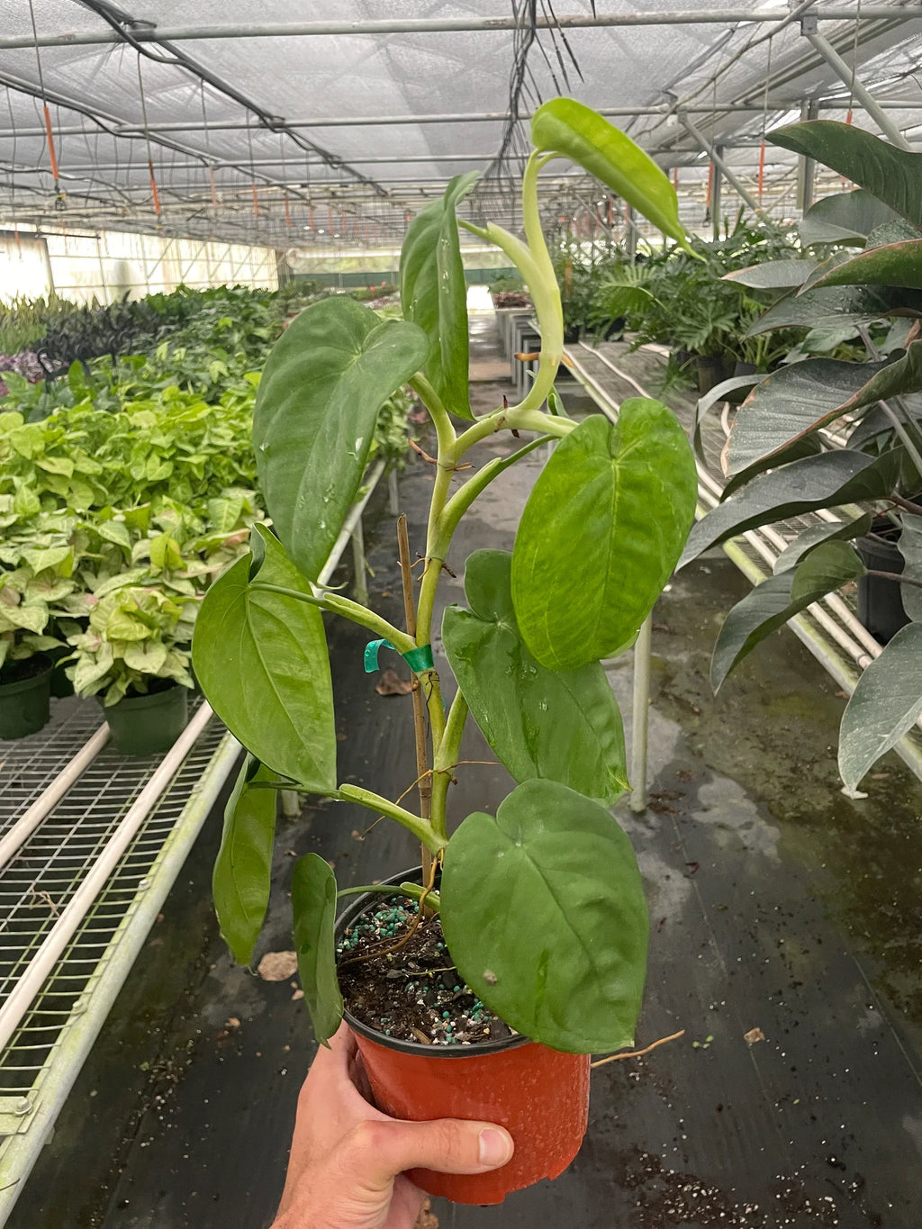 Syngonium Ice Frost