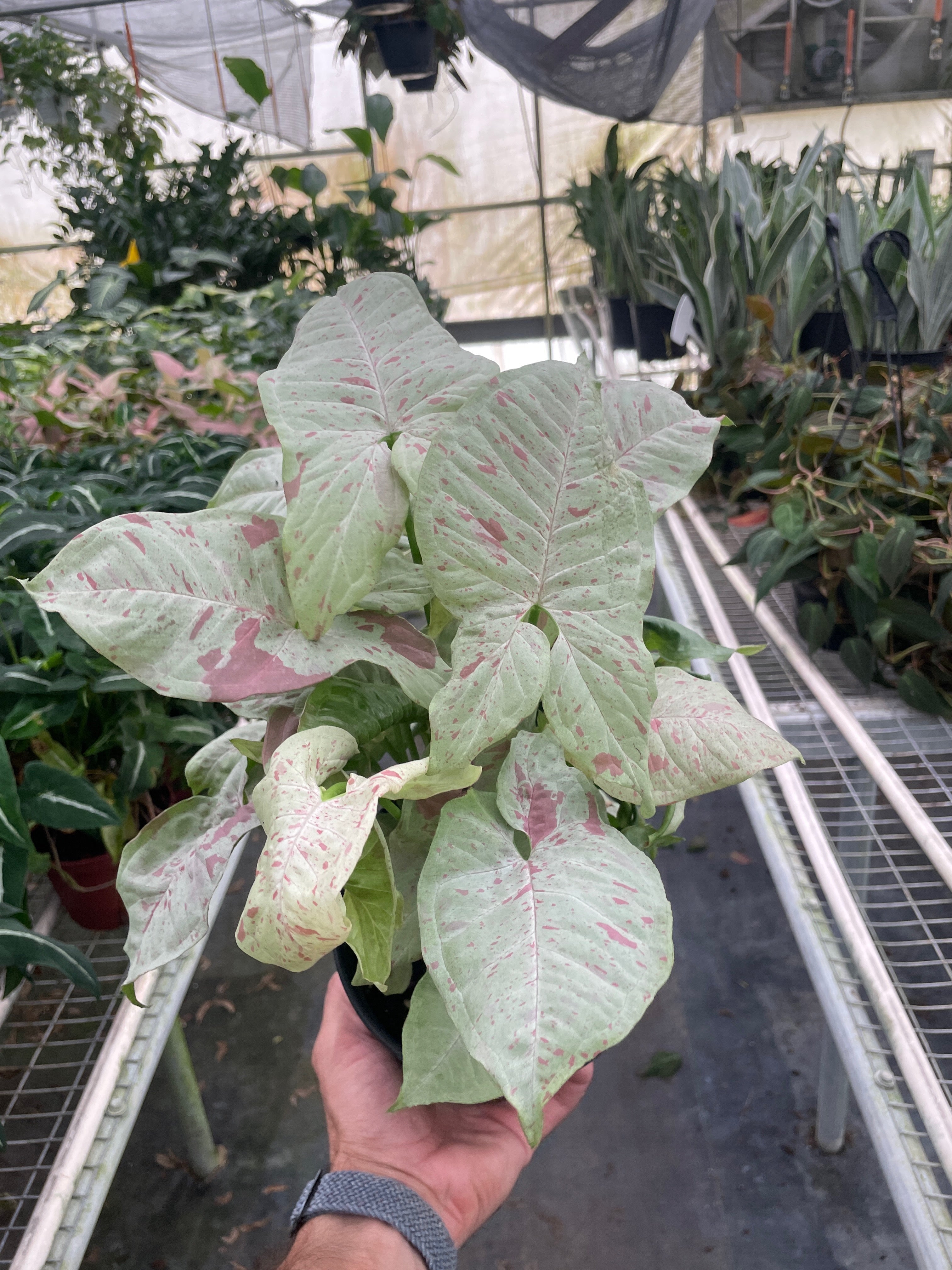 Syngonium Milk Confetti