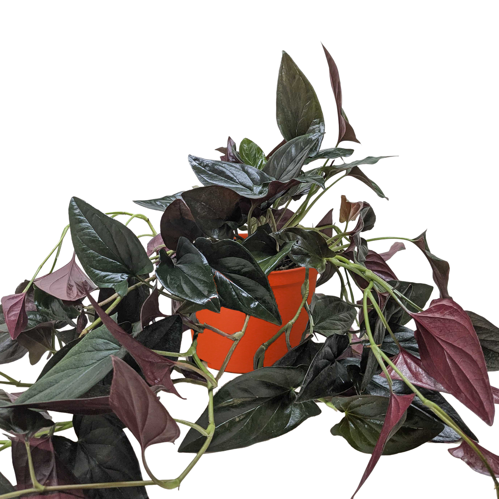 Syngonium Red Arrow 1