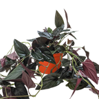 Syngonium Red Arrow