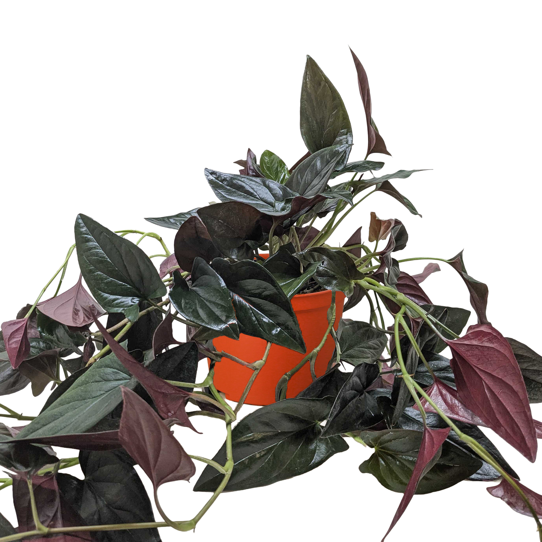 Syngonium Red Arrow 1