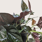 Syngonium Red Arrow