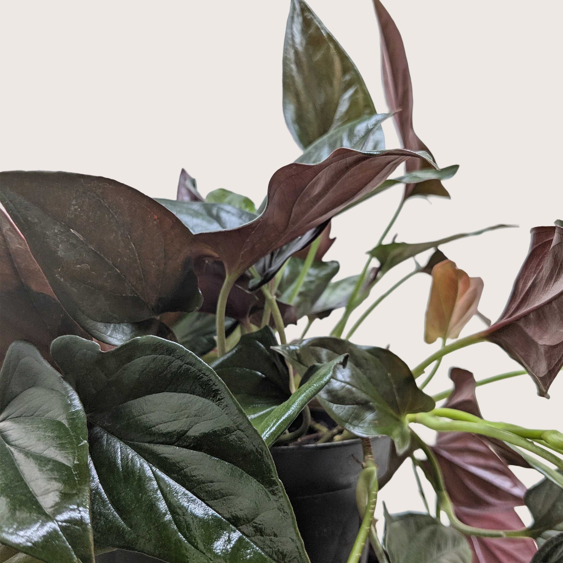 Syngonium Red Arrow 1