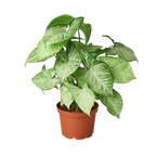 Syngonium White Butterfly