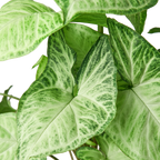 Syngonium White Butterfly